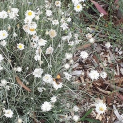 Lucia limbaria (Chequered Copper) at Weston, ACT - 7 Jan 2021 by AliceH