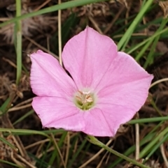 Convolvulus angustissimus subsp. angustissimus (Australian Bindweed) at Mount Painter - 3 Jan 2021 by drakes