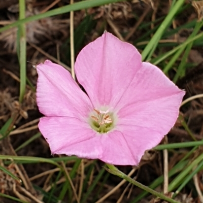 Convolvulus angustissimus subsp. angustissimus (Australian Bindweed) at Cook, ACT - 4 Jan 2021 by drakes