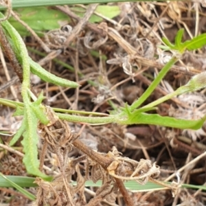 Convolvulus angustissimus subsp. angustissimus at Cook, ACT - 4 Jan 2021 08:55 AM