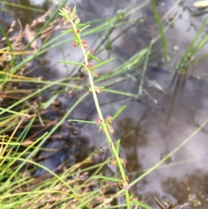 Haloragis heterophylla at Majura, ACT - 7 Jan 2021