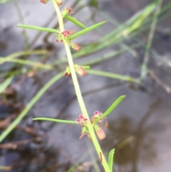 Haloragis heterophylla at Majura, ACT - 7 Jan 2021