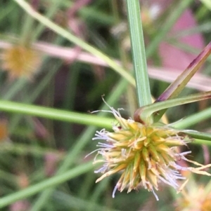 Cyperus sphaeroideus at Majura, ACT - 7 Jan 2021 06:30 PM