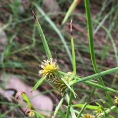 Cyperus sphaeroideus at Majura, ACT - 7 Jan 2021