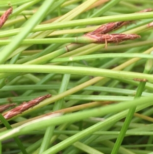 Eleocharis atricha at Majura, ACT - 7 Jan 2021