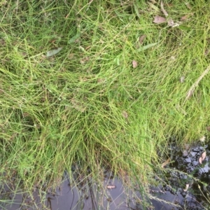 Eleocharis atricha at Majura, ACT - 7 Jan 2021