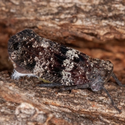 Platybrachys sp. (genus) (A gum hopper) at Namadgi National Park - 6 Jan 2021 by rawshorty