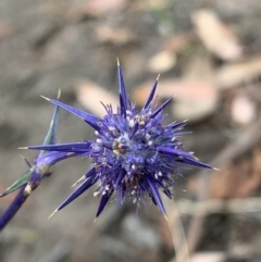 Eryngium ovinum (Blue Devil) at Tuggeranong Hill - 3 Jan 2021 by RohanT