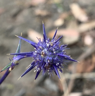 Eryngium ovinum (Blue Devil) at Tuggeranong Hill - 3 Jan 2021 by RohanT