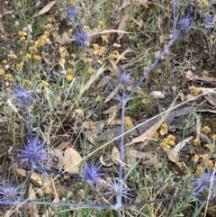 Eryngium ovinum at Conder, ACT - 3 Jan 2021