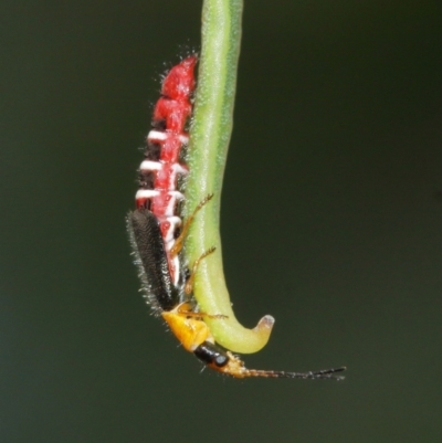 Carphurus sp. (genus) (Soft-winged flower beetle) at Acton, ACT - 7 Jan 2021 by TimL