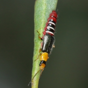 Carphurus sp. (genus) at Acton, ACT - 7 Jan 2021