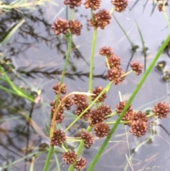 Juncus planifolius (Broad-leaved Rush) at Mount Ainslie - 7 Jan 2021 by JaneR