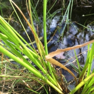 Juncus planifolius at Majura, ACT - 7 Jan 2021 05:41 PM