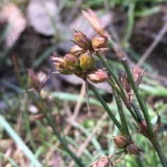 Juncus homalocaulis (A Rush) at Downer, ACT - 5 Jan 2021 by JaneR