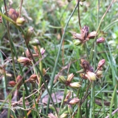 Juncus homalocaulis at Downer, ACT - 5 Jan 2021 10:36 AM