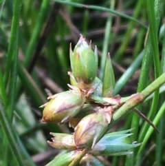 Juncus homalocaulis at Downer, ACT - 5 Jan 2021