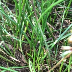 Juncus homalocaulis at Downer, ACT - 5 Jan 2021