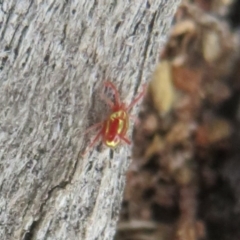 Rainbowia sp. (genus) (A mite) at Namadgi National Park - 7 Jan 2021 by Christine