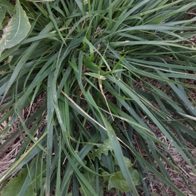 Nassella neesiana (Chilean Needlegrass) at Griffith, ACT - 5 Jan 2021 by SRoss