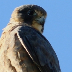 Falco longipennis (Australian Hobby) at West Wodonga, VIC - 8 Jan 2021 by KylieWaldon