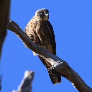 Falco longipennis at West Wodonga, VIC - 8 Jan 2021