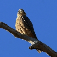 Falco longipennis at West Wodonga, VIC - 8 Jan 2021