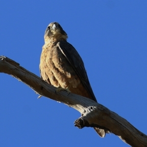 Falco longipennis at West Wodonga, VIC - 8 Jan 2021