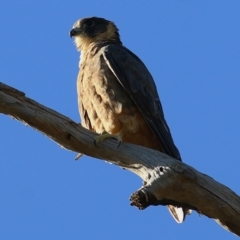 Falco longipennis at West Wodonga, VIC - 8 Jan 2021 08:05 AM