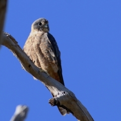 Falco longipennis at West Wodonga, VIC - 8 Jan 2021