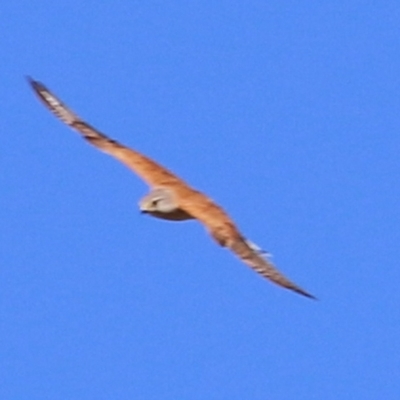 Falco cenchroides (Nankeen Kestrel) at Wodonga - 7 Jan 2021 by Kyliegw