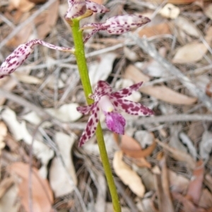 Dipodium variegatum at Moruya, NSW - suppressed