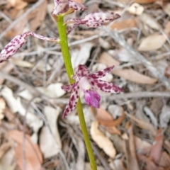 Dipodium variegatum (Blotched Hyacinth Orchid) at Moruya, NSW - 11 Dec 2020 by LisaH