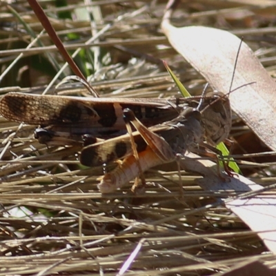 Gastrimargus musicus (Yellow-winged Locust or Grasshopper) at Wodonga - 7 Jan 2021 by Kyliegw