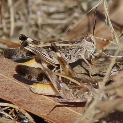 Oedaleus australis (Australian Oedaleus) at West Wodonga, VIC - 7 Jan 2021 by Kyliegw