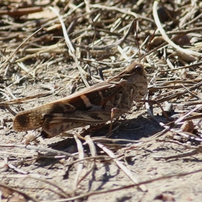 Gastrimargus musicus (Yellow-winged Locust or Grasshopper) at West Wodonga, VIC - 7 Jan 2021 by Kyliegw