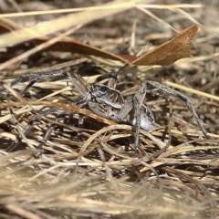 Lycosidae (family) (Unidentified wolf spider) at West Wodonga, VIC - 7 Jan 2021 by Kyliegw