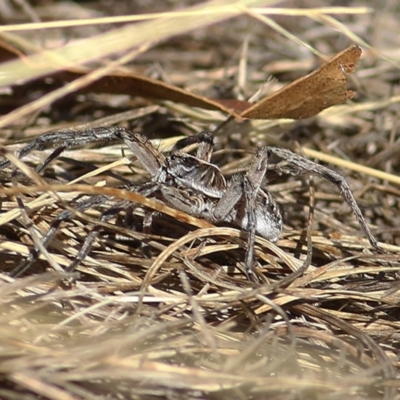 Lycosidae (family) (Unidentified wolf spider) at Wodonga - 7 Jan 2021 by Kyliegw
