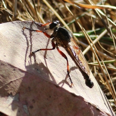 Neoaratus hercules (Herculean Robber Fly) at Wodonga - 7 Jan 2021 by Kyliegw