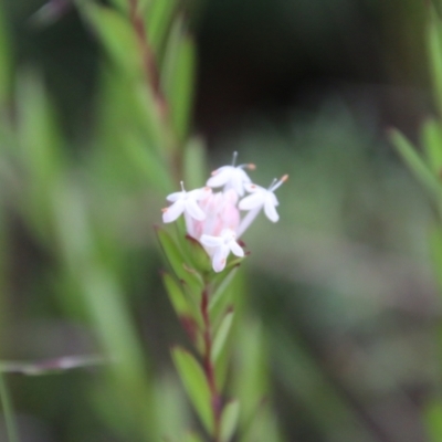Pimelea (genus) (Rice Flower) at Moruya, NSW - 7 Jan 2021 by LisaH