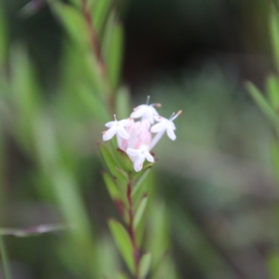 Pimelea sp. (Rice Flower) at Moruya, NSW - 7 Jan 2021 by LisaH