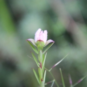 Pimelea sp. at Moruya, NSW - 7 Jan 2021