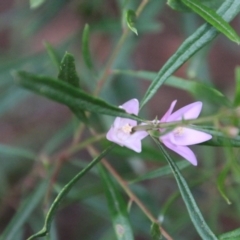 Boronia polygalifolia (Dwarf Boronia) at Moruya, NSW - 7 Jan 2021 by LisaH