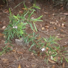 Boronia polygalifolia at Moruya, NSW - suppressed