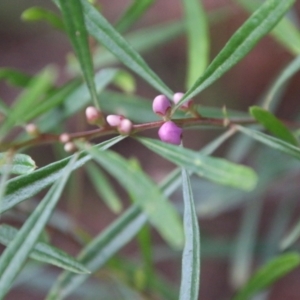 Boronia polygalifolia at Moruya, NSW - suppressed