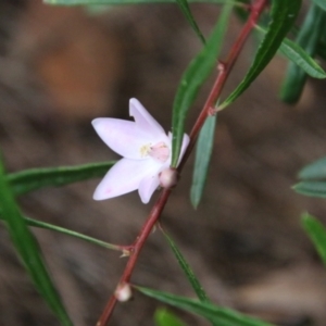 Boronia polygalifolia at Moruya, NSW - suppressed