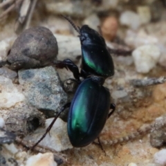 Unidentified Darkling beetle (Tenebrionidae) at Moruya, NSW - 7 Jan 2021 by LisaH