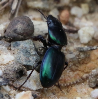 Unidentified Darkling beetle (Tenebrionidae) at Moruya, NSW - 7 Jan 2021 by LisaH