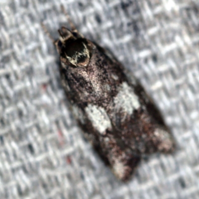 Syringoseca mimica (A Concealer moth (Wingia Group)) at O'Connor, ACT - 3 Jan 2021 by ibaird