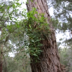 Billardiera fusiformis (Australian Bluebell) at Moruya, NSW - 7 Jan 2021 by LisaH